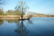 dordtse-biesbosch-346268