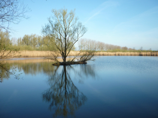 dordtse-biesbosch-346268